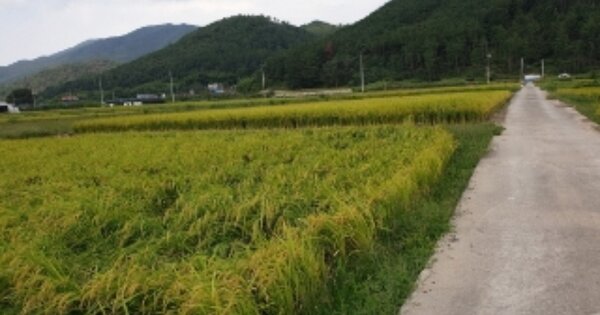 경상북도 경주시 건천읍 대곡리 OOOOOO 답 경매 물건 이미지