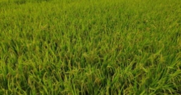 경상북도 경주시 건천읍 용명리 OOO 답 경매 물건 이미지