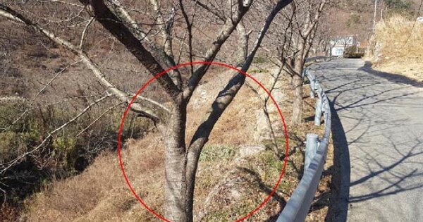 경상남도 양산시 원동면 서룡리 OOOO O OOO 전 경매 물건 이미지