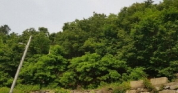 경기도 광주시 곤지암읍 부항리 OOOOO O OOO 임야 경매 물건 이미지