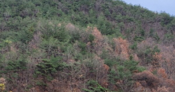 경상북도 영덕군 지품면 오천리 OOOOO 임야 경매 물건 이미지