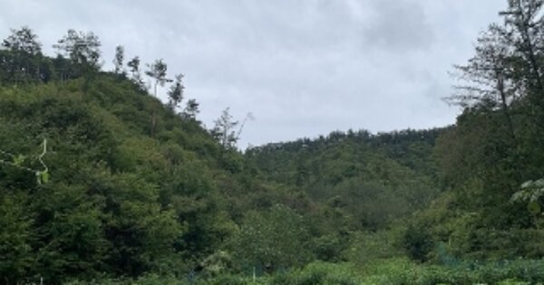 충청남도 공주시 유구읍 백교리 OOO O OOO 임야 경매 물건 이미지