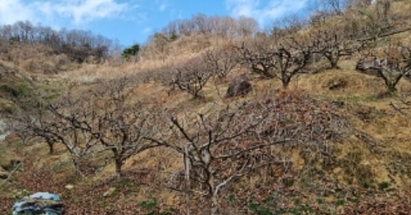 경상남도 창원시 의창구 북면 상천리 OOOOO 과수원 경매 물건 이미지