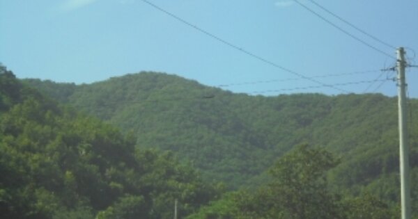 충청북도 충주시 노은면 대덕리 OOO 임야 경매 물건 이미지