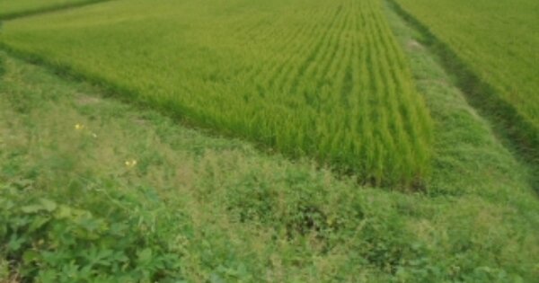 충청북도 충주시 산척면 송강리 OOOO O OOO 답 경매 물건 이미지