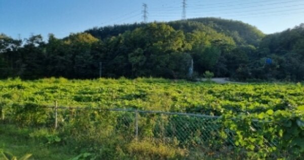 경상북도 경주시 문무대왕면 용동리 OOOO 답 경매 물건 이미지