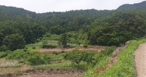 전라남도 보성군 문덕면 양동리 OOO O OOO 전 경매 물건 이미지