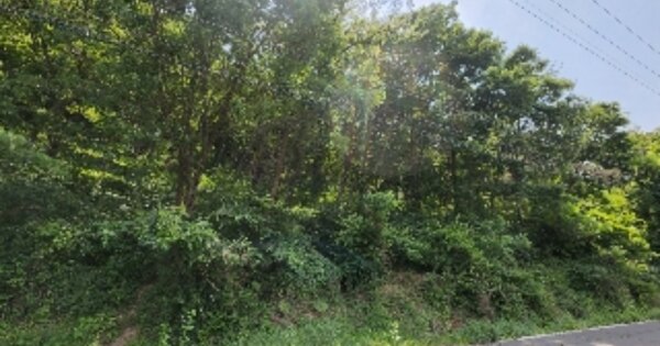 울산광역시 울주군 언양읍 반천리 OOOOOO 임야 경매 물건 이미지
