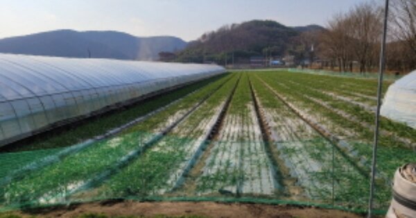 경상북도 고령군 개진면 반운리 OOO O OOO 답 경매 물건 이미지