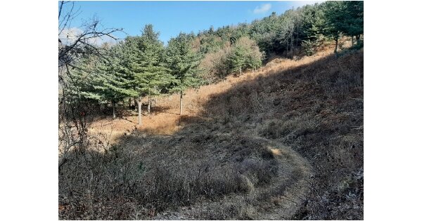 경기도 양평군 서종면 정배리 OOO O OOO 임야 경매 물건 이미지