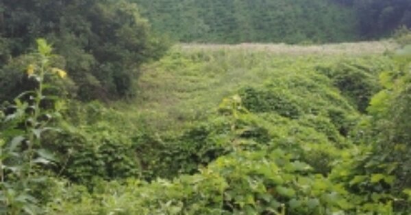 충청북도 제천시 봉양읍 삼거리 OOOOO O OOO 전 경매 물건 이미지