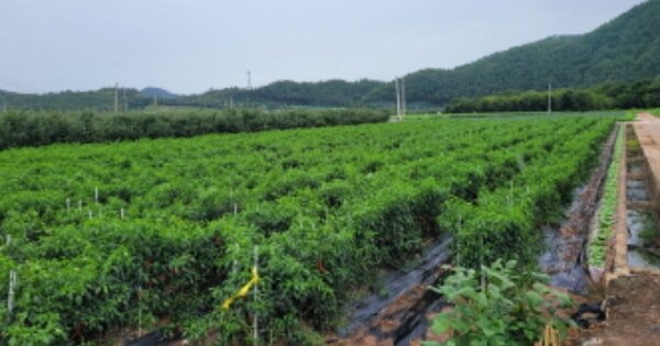 경상북도 영양군 입암면 삼산리 OOOOO 답 경매 물건 이미지