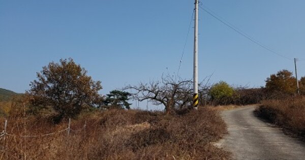 경상북도 의성군 안평면 신안리 OOOOO O OOO 임야 경매 물건 이미지