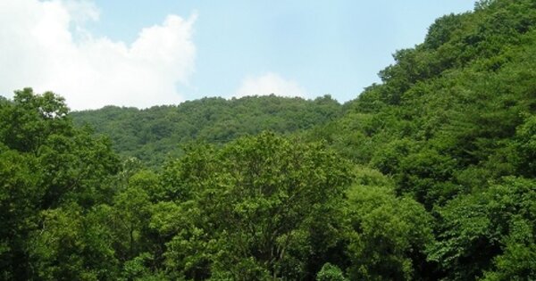 충청남도 청양군 대치면 시전리 OOO 임야 경매 물건 이미지