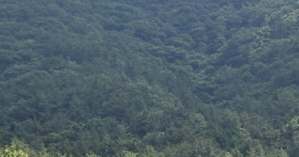 경상남도 통영시 한산면 두억리 OOOOOO 임야 경매 물건 이미지