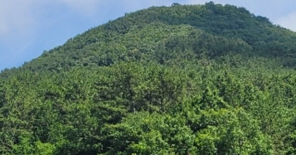 경상남도 통영시 한산면 두억리 OOOO 임야 경매 물건 이미지