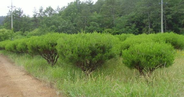 전라남도 해남군 현산면 황산리 OOOOO O OOO 전 경매 물건 이미지