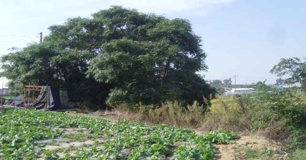 전라남도 해남군 산이면 대진리 OOOOO 임야 경매 물건 이미지