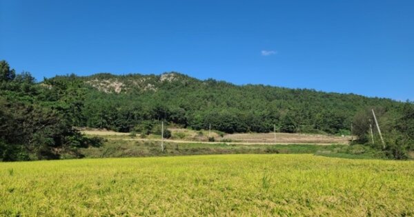 전라남도 함평군 함평읍 옥산리 OOOO 임야 경매 물건 이미지
