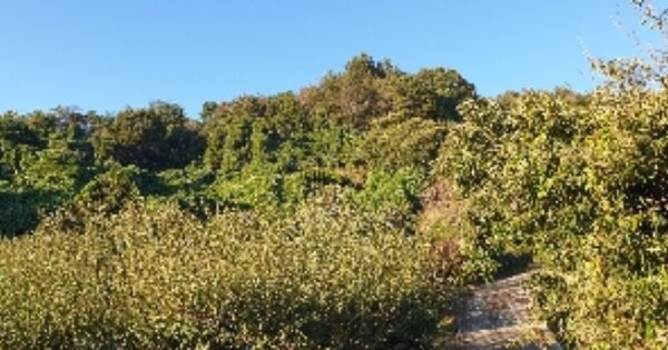 전라남도 광양시 진월면 마룡리 OOO O OOO 임야 경매 물건 이미지