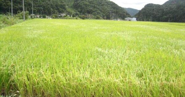경상북도 문경시 산북면 이곡리 OOOOO O OOO 답 경매 물건 이미지