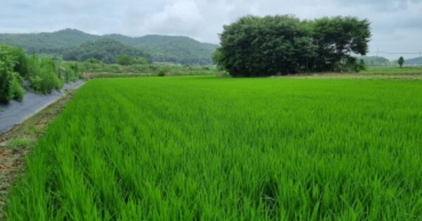 충청남도 아산시 선장면 신성리 OOOOO O OOO 답 경매 물건 이미지