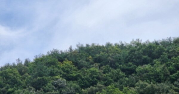 울산광역시 울주군 삼동면 작동리 OOOOOO 임야 경매 물건 이미지