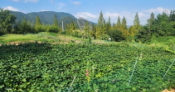 울산광역시 울주군 범서읍 사연리 OOOOO 답 경매 물건 이미지