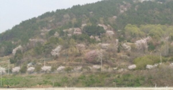 경상남도 사천시 실안동 OOOO 임야 경매 물건 이미지