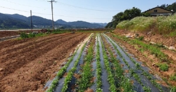 충청남도 서천군 시초면 봉선리 OOOOO 전 경매 물건 이미지