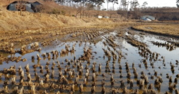 충청남도 당진시 송악읍 고대리 OOO 답 경매 물건 이미지