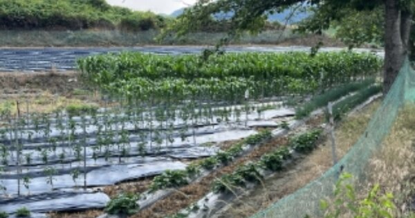 충청북도 보은군 회인면 죽암리 OOOOO 답 경매 물건 이미지