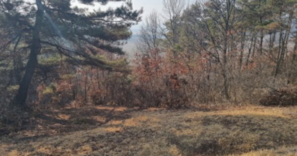 충청남도 아산시 염치읍 강청리 OOOOO 임야 경매 물건 이미지