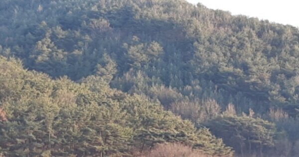 대구광역시 달성군 구지면 오설리 OOO 전 경매 물건 이미지