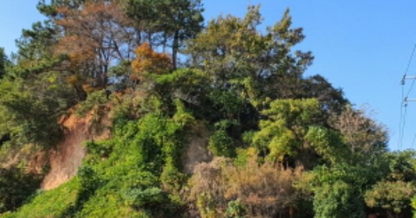 전라남도 장흥군 관산읍 고마리 OOOO 임야 경매 물건 이미지