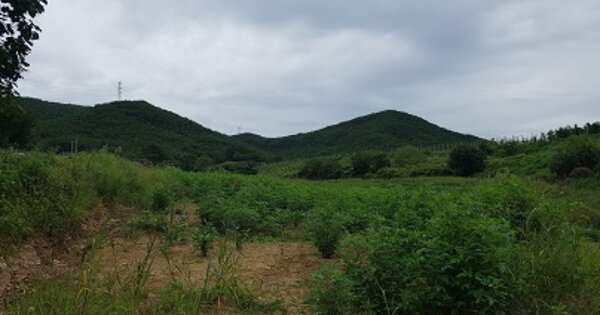 경상북도 의성군 점곡면 송내리 OO 답 경매 물건 이미지