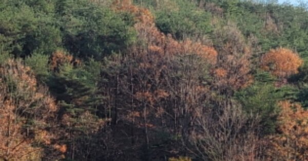 경상북도 영덕군 축산면 고곡리 OOO 임야 경매 물건 이미지