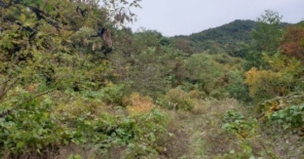 전라북도 순창군 복흥면 화양리 OOO 임야 경매 물건 이미지