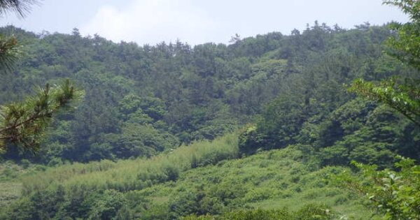 전라남도 완도군 보길면 중통리 OOOO 전 경매 물건 이미지