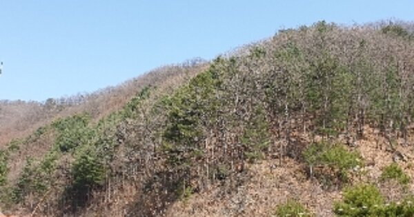 경기도 가평군 청평면 호명리 OOO 임야 경매 물건 이미지