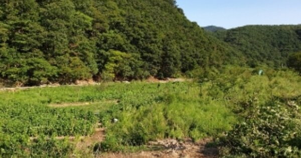 경상북도 경주시 산내면 내칠리 OOO O OOO 답 경매 물건 이미지