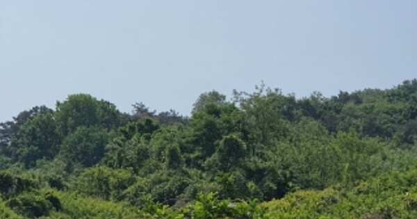 경상남도 김해시 진영읍 내룡리 OOOOOO 임야 경매 물건 이미지