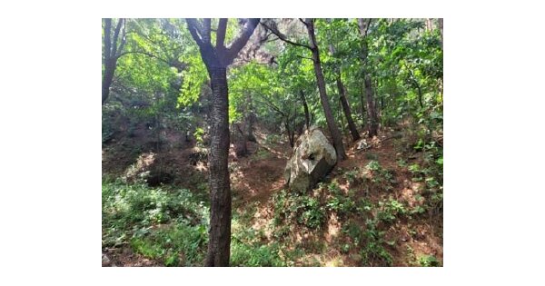 충청남도 태안군 이원면 당산리 OOOOOO O OOO 임야 경매 물건 이미지