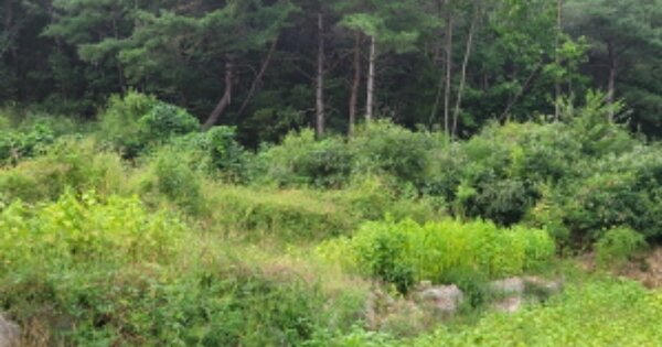 경상북도 영천시 화북면 상송리 OOO 임야 경매 물건 이미지