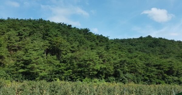 경상북도 의성군 옥산면 실업리 OOO 임야 경매 물건 이미지
