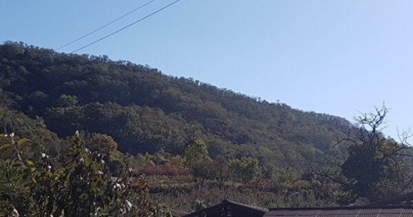 경상북도 의성군 가음면 현리리 OOOO 임야 경매 물건 이미지