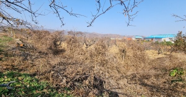 경상북도 의성군 의성읍 원당리 OOO 전 경매 물건 이미지