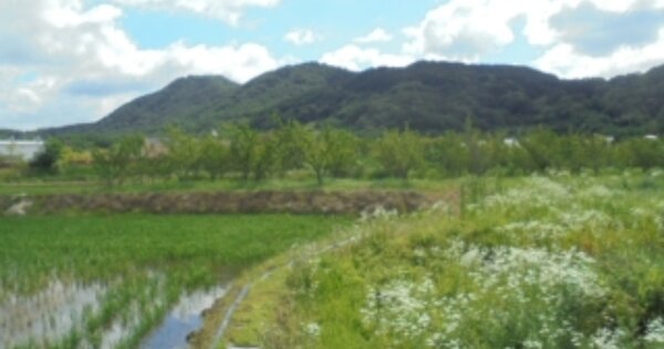 충청남도 논산시 양촌면 거사리 OOOO 답 경매 물건 이미지