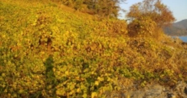 경상남도 고성군 삼산면 두포리 OOOO 답 경매 물건 이미지