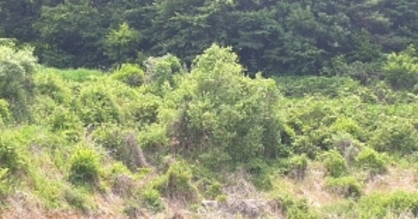 전라북도 남원시 사매면 대신리 OOOOO 전 경매 물건 이미지
